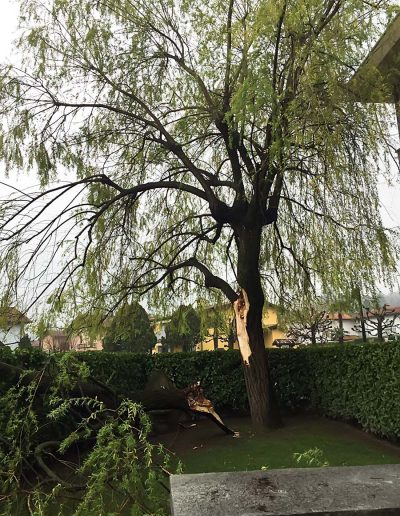 giardinaggio mendrisio