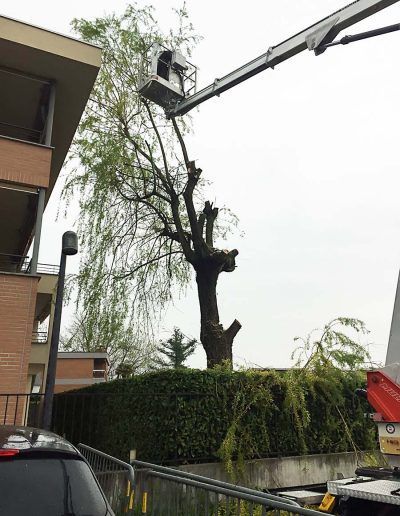 potatura alberi mendrisio