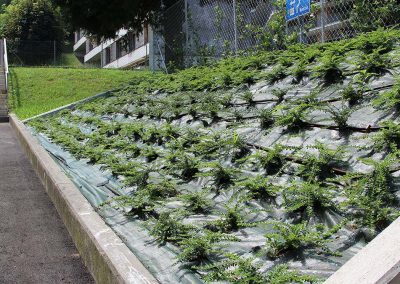 realizzazione giardini ticino