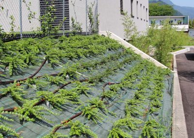 manutenzione verde ticino
