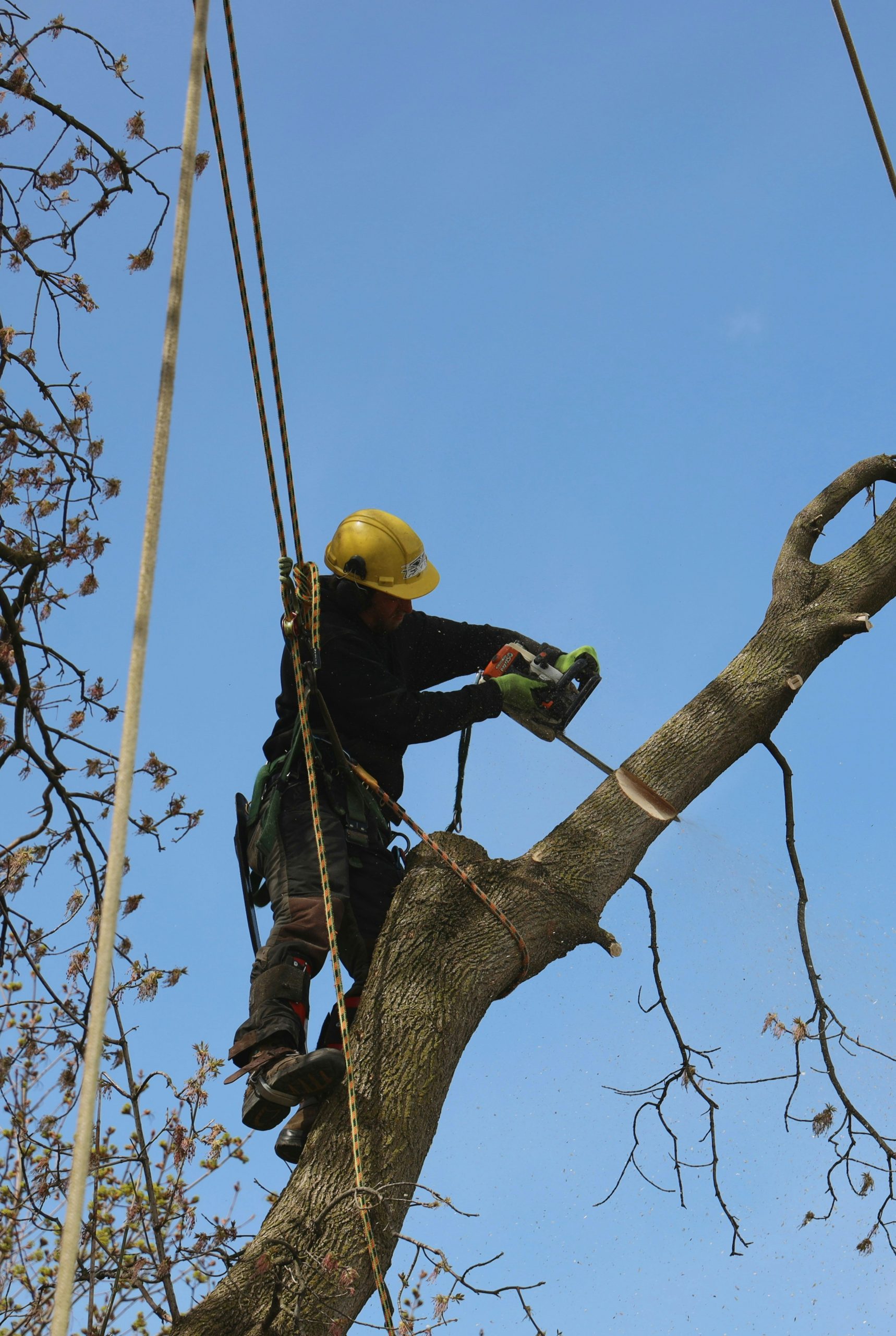a man in a helmet cutting a tree